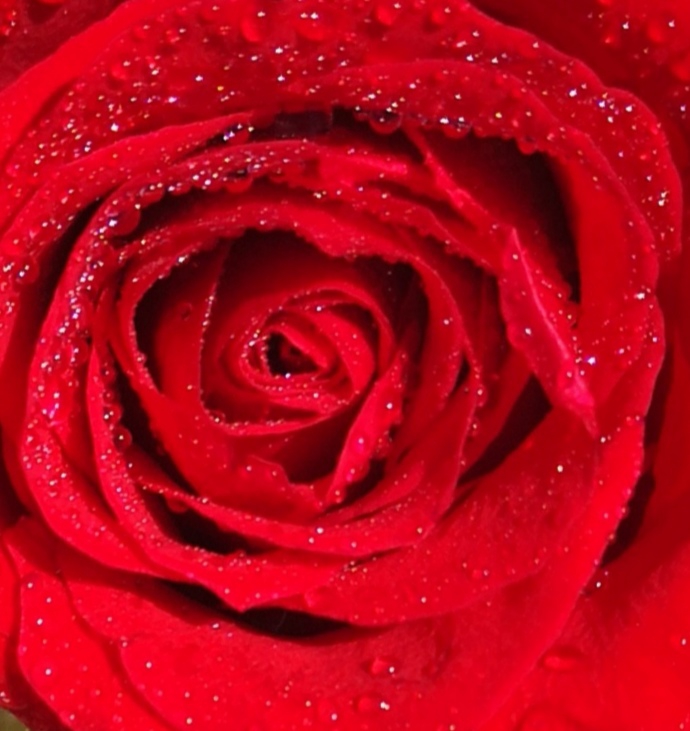rose