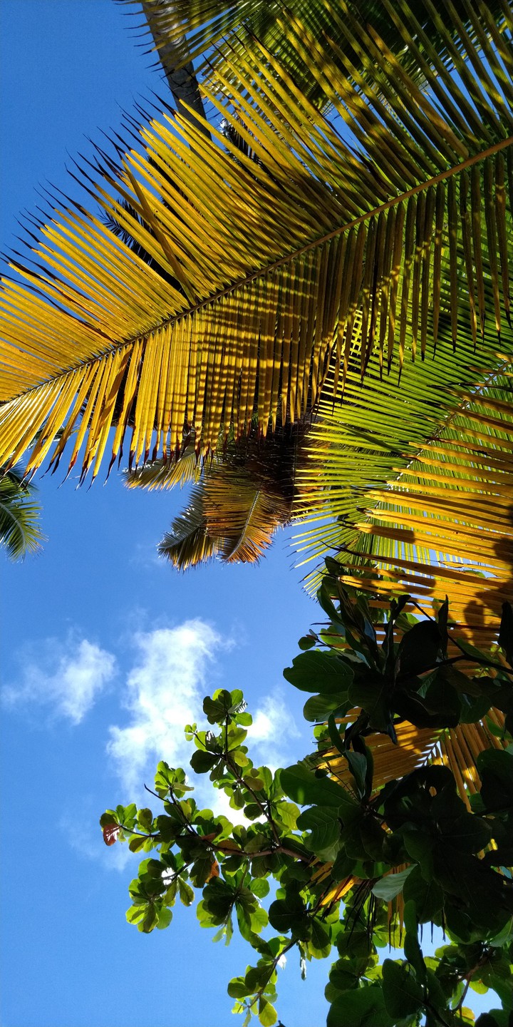 Foliage in the Sky 2