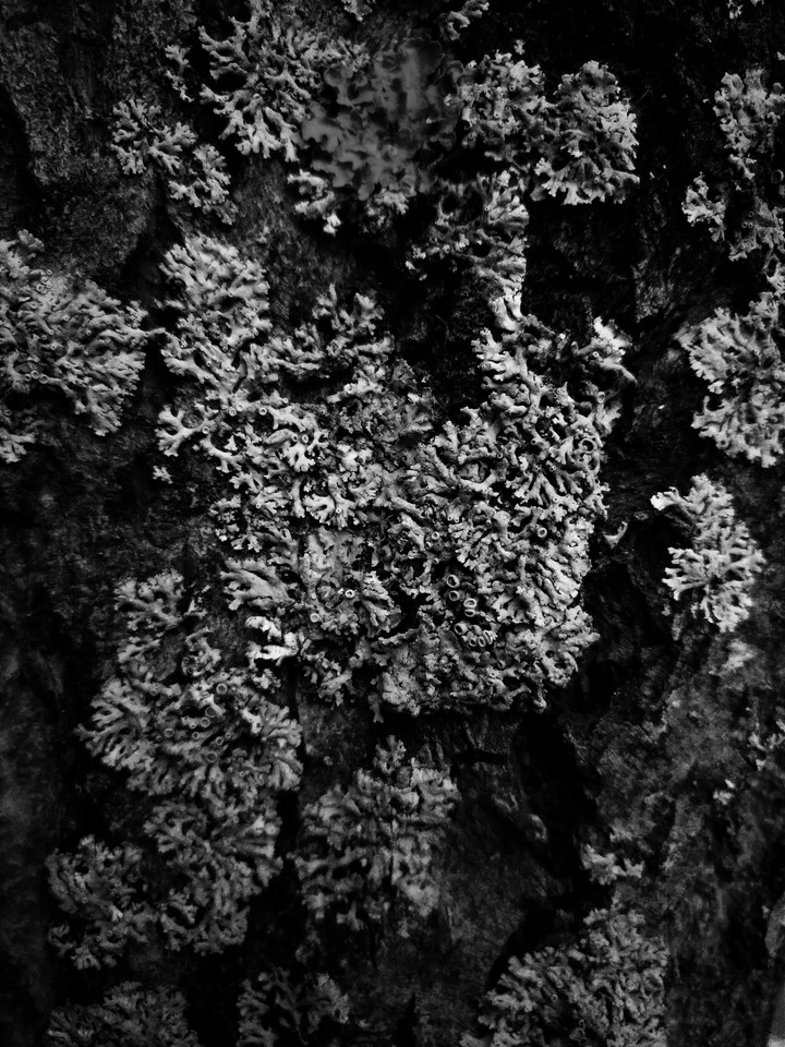 Bark