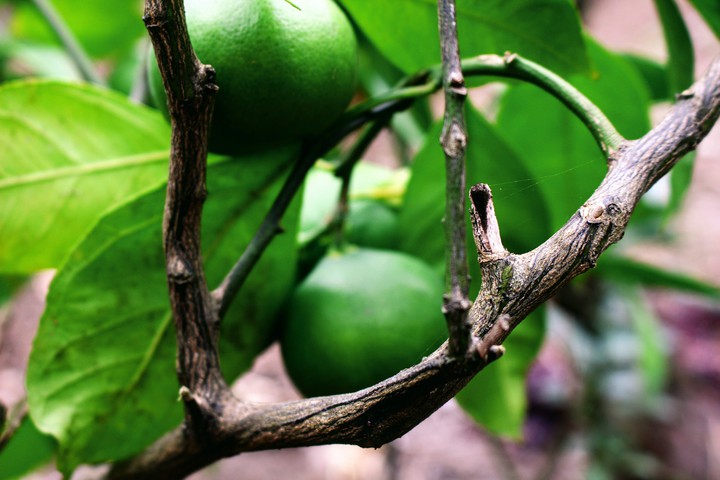fruit