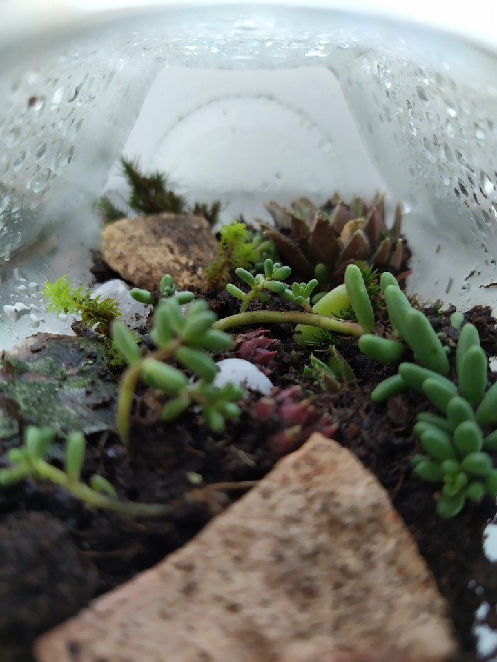 A Jar Of Nature