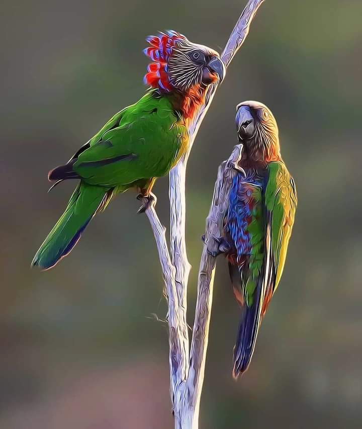 Birds
