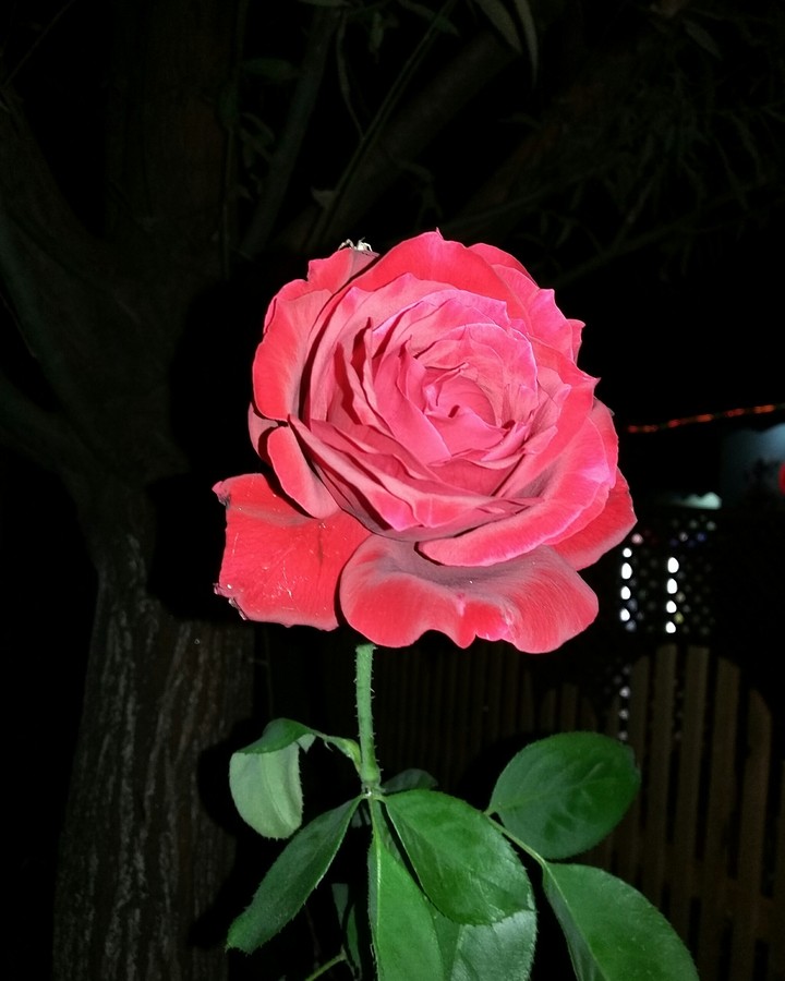 night red rose