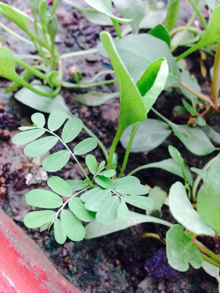 Plant