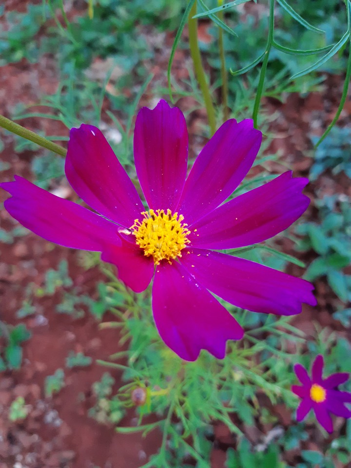Cosmos