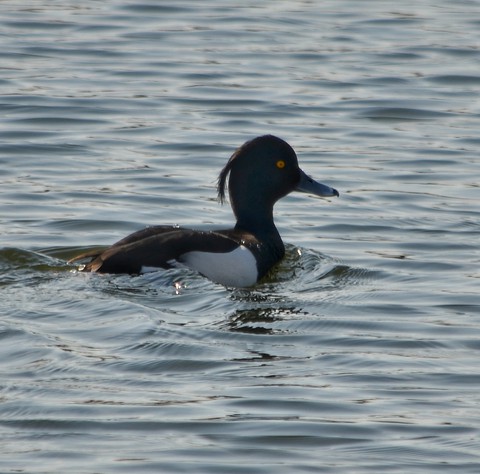 bird, mergus Hintergrundbilder