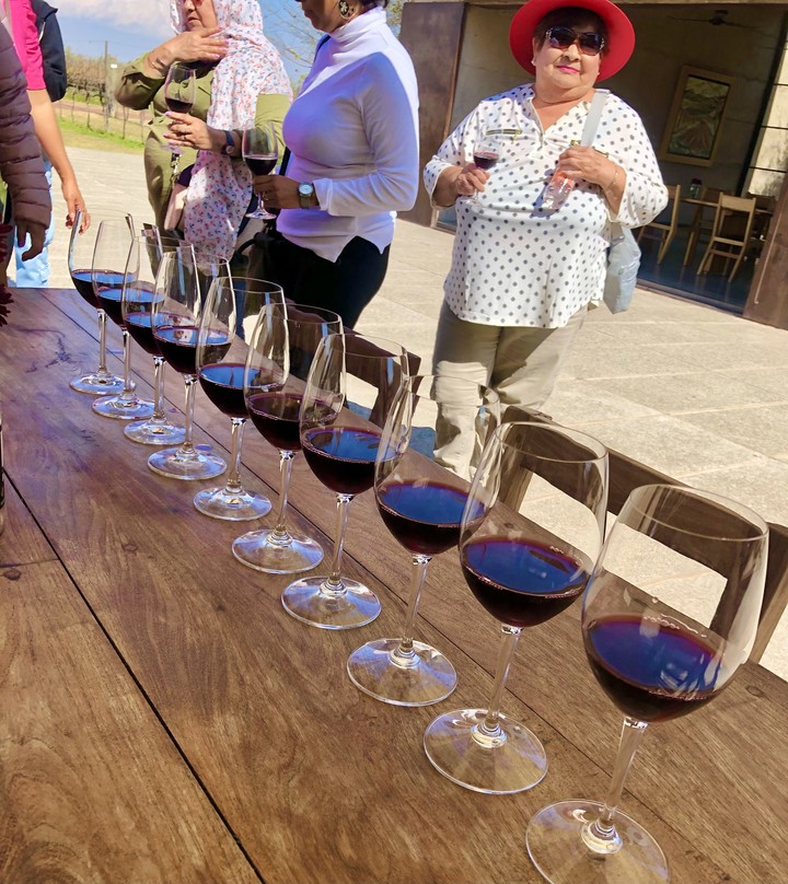 Cata de vinos
