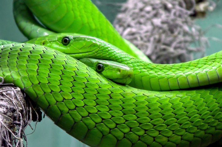 GREEN MAMBA