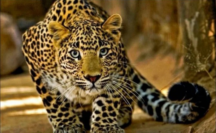 Leopard?❤️?❤️??