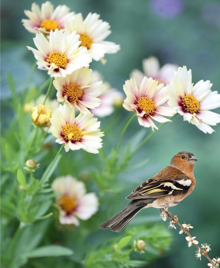 flowers & bird...