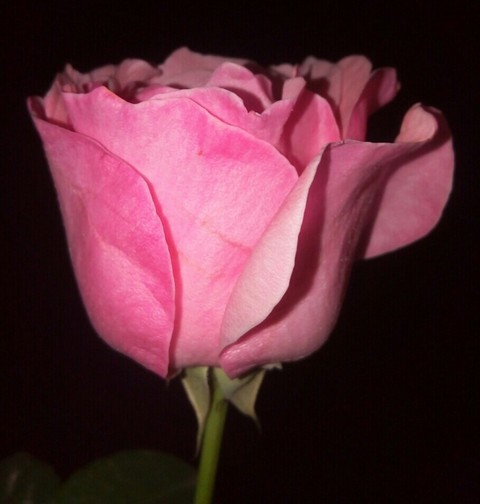belle rose