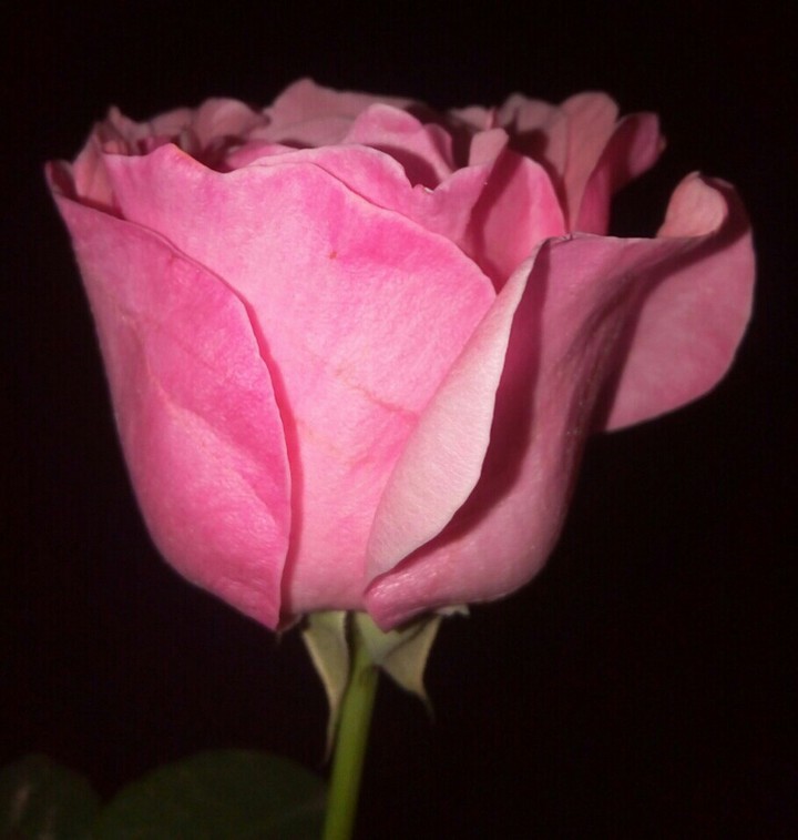 belle rose