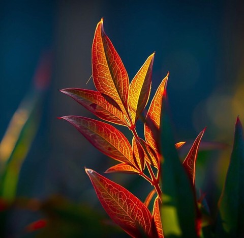 nature