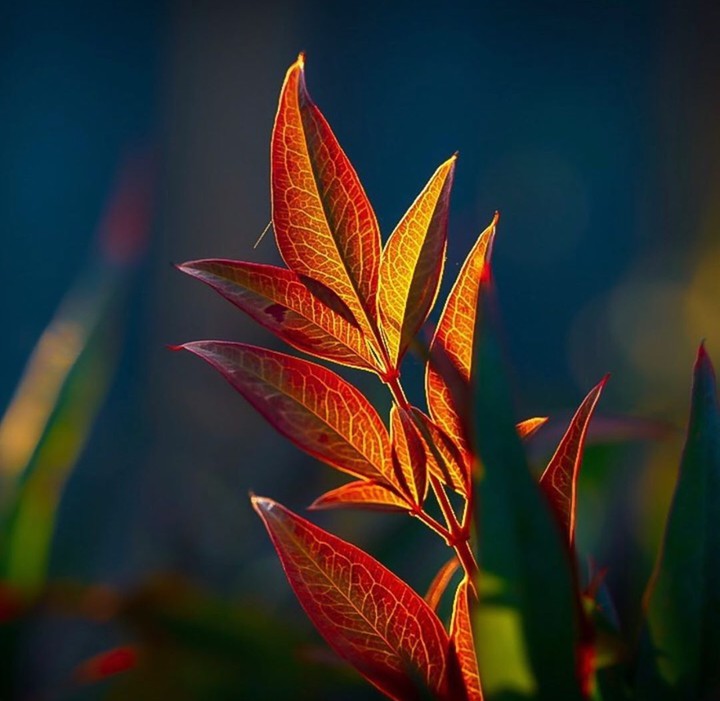 nature