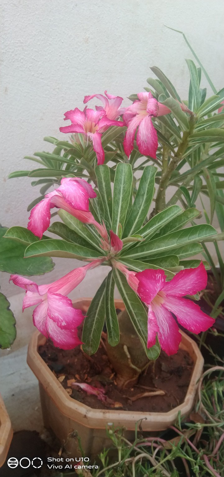 beautiful nature