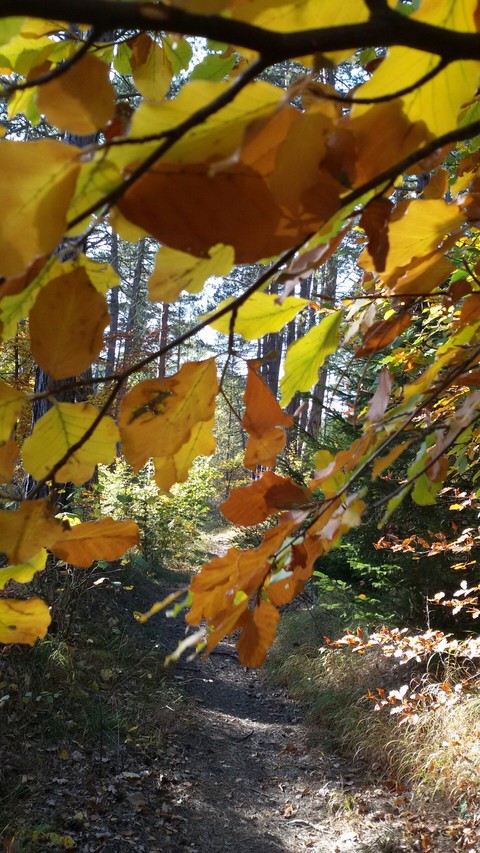 goldener Herbst