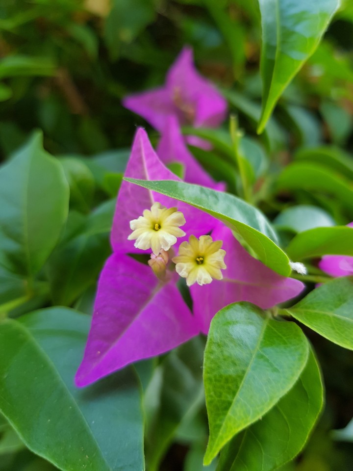 purple