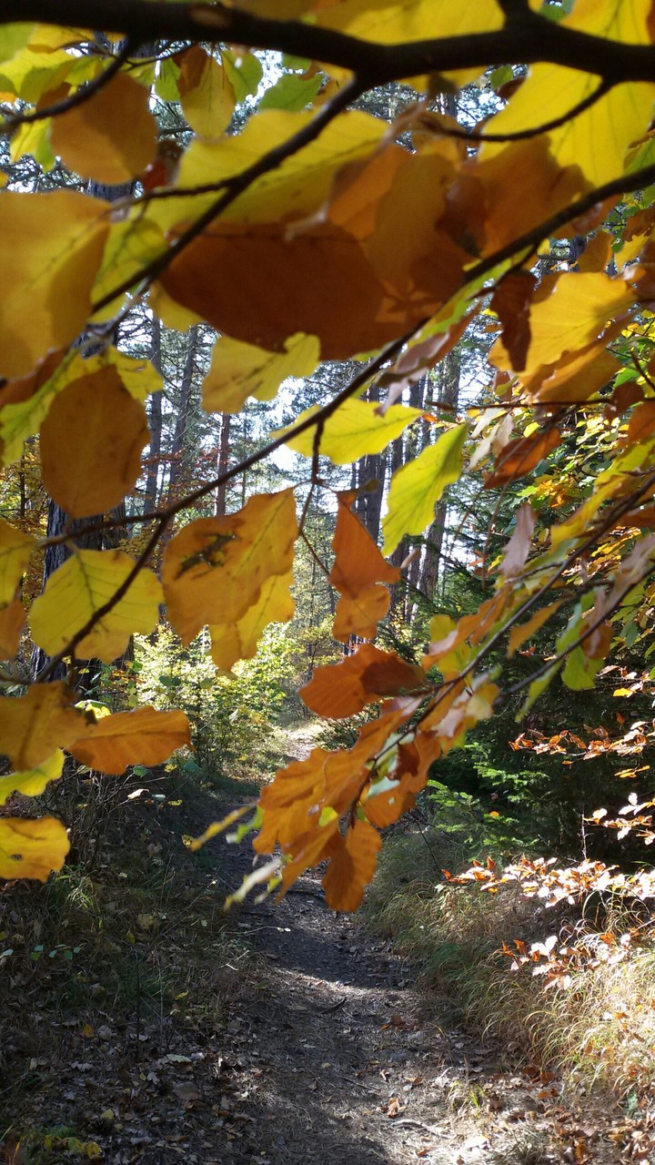 goldener Herbst