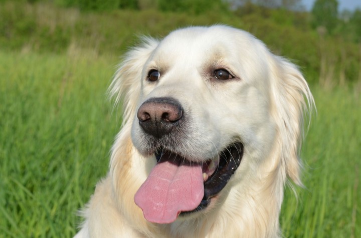 Benek dog