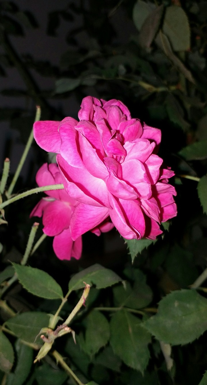 red rose