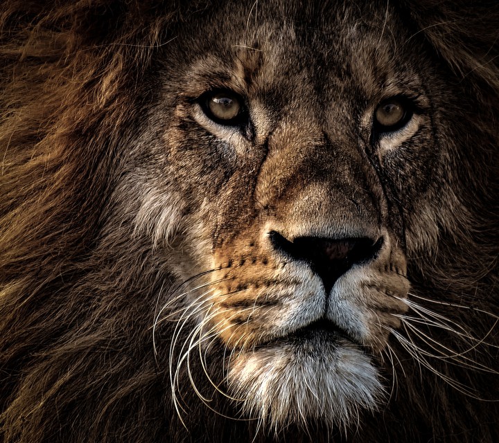 king