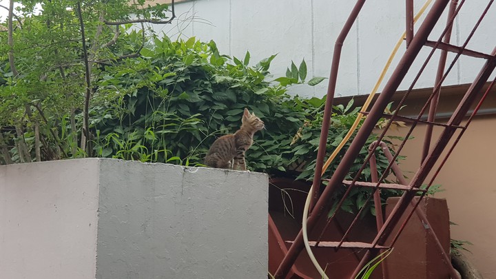 cat