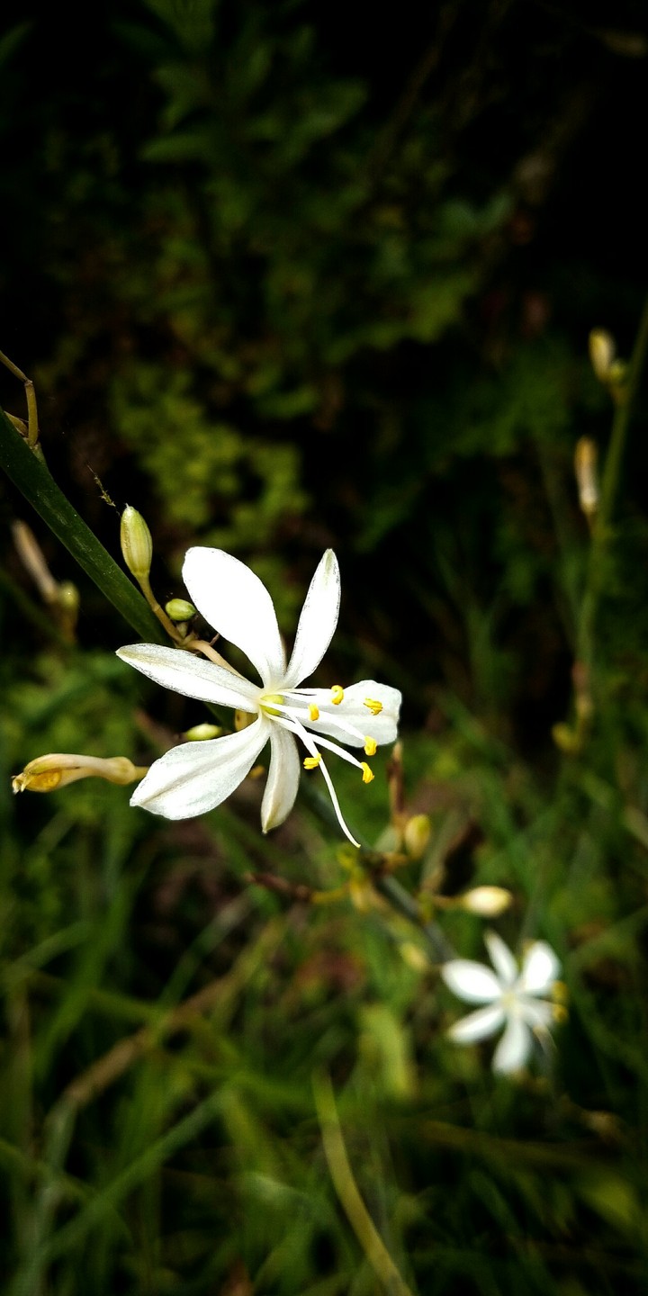 White Flowers..