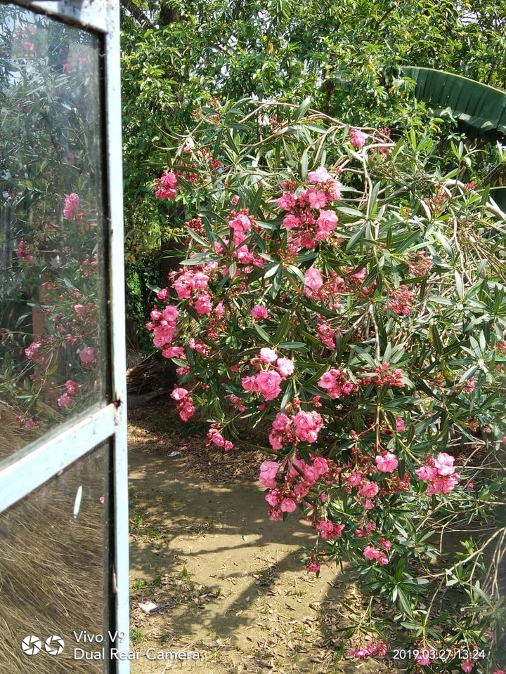 flower