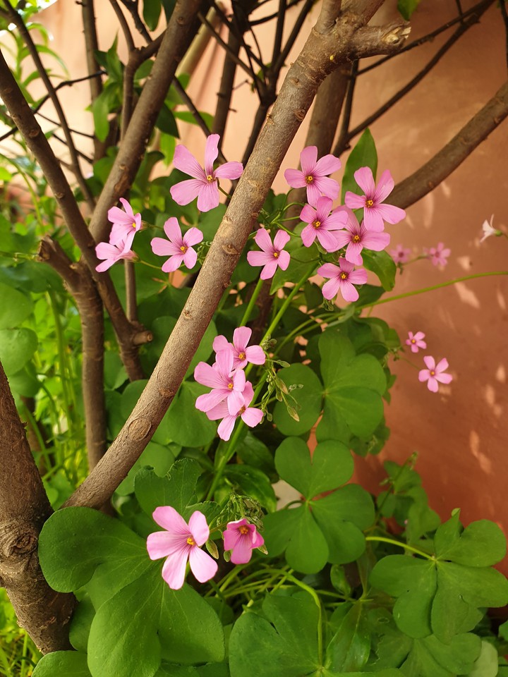flower