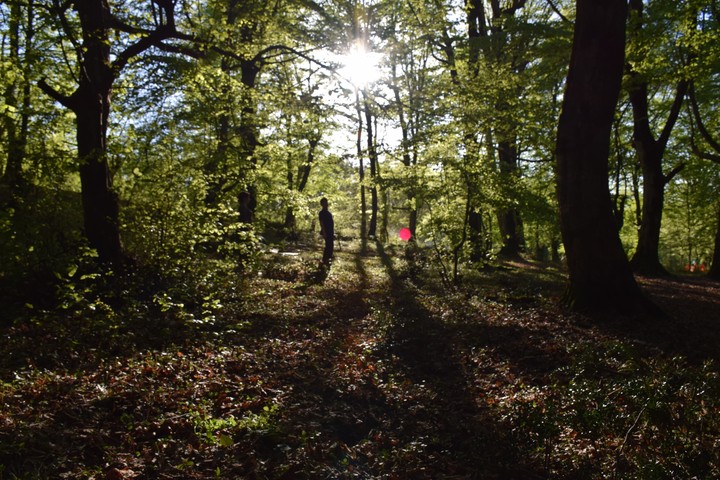 Woods and Frisbee
