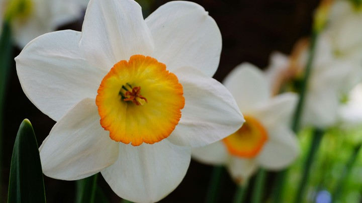 White and yellow Flower