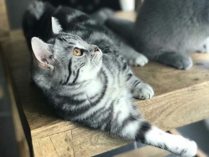 cat