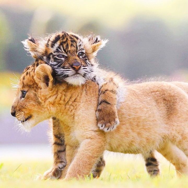 Wild