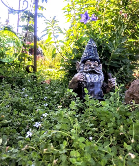 friendly knome