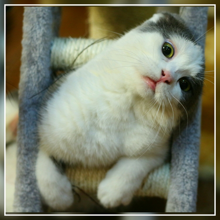 adoro gatos.. 