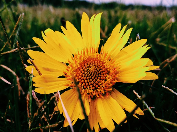 flower