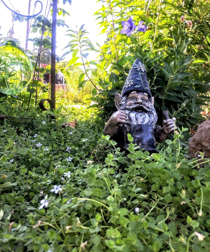 friendly knome