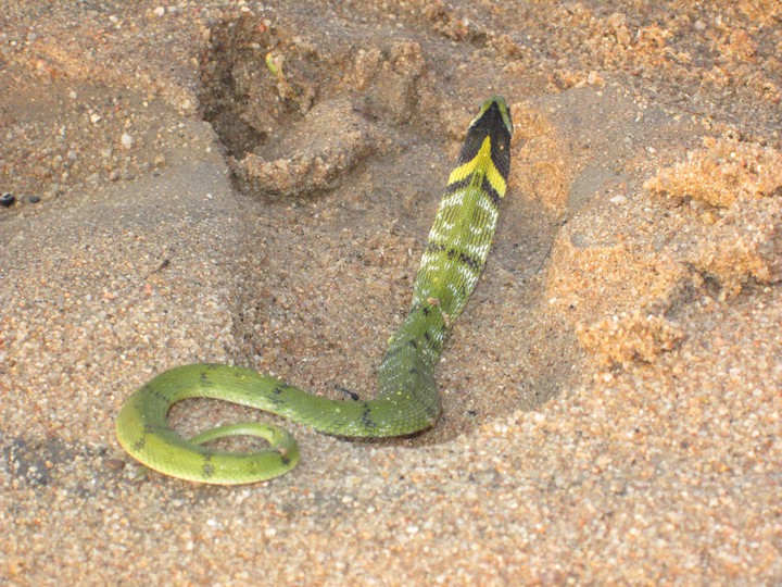 Sand Snack