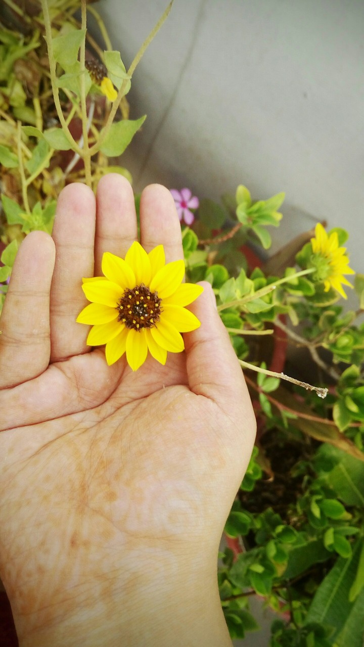 flowerrrrr