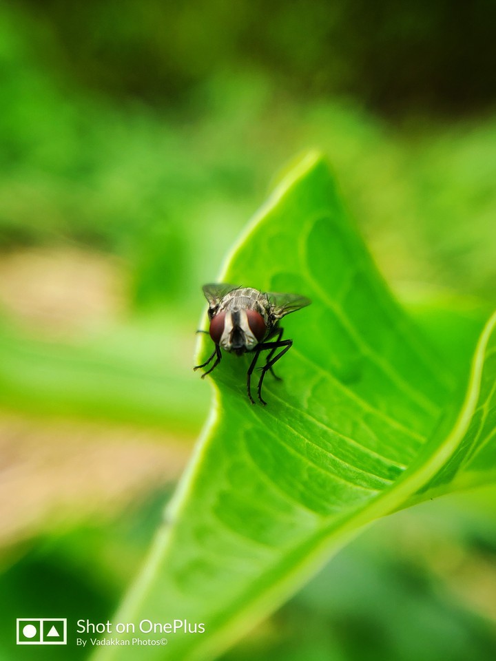 fly