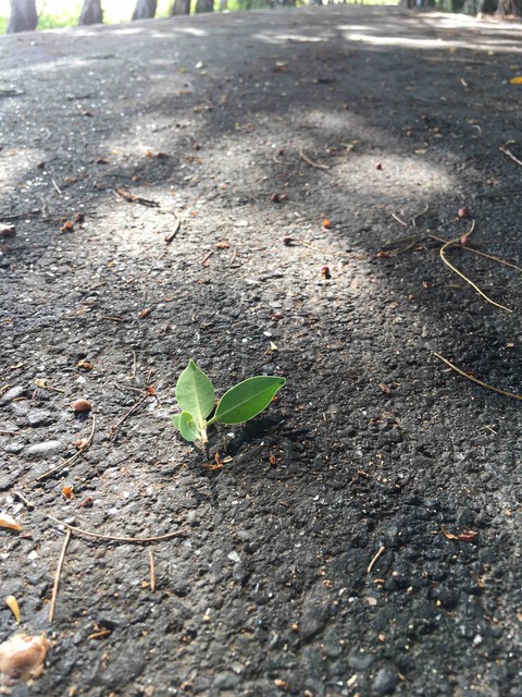 leaf