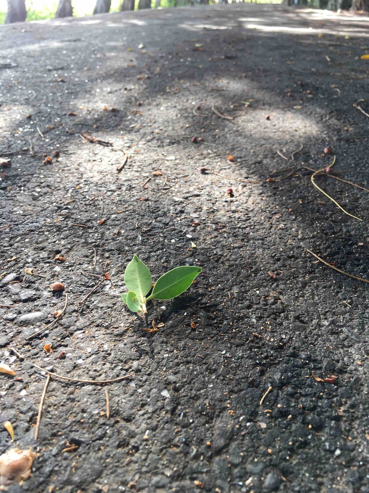 leaf