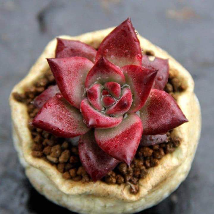 succulent