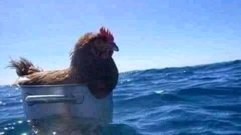 gallina