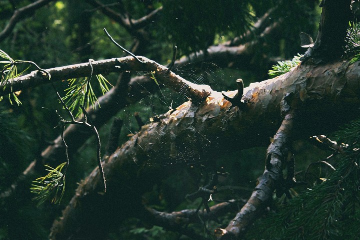 magic forest