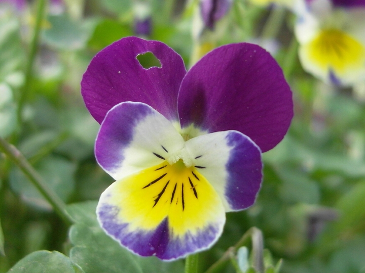 Day-Night flower