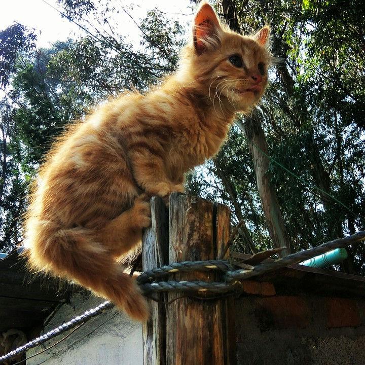 Cat 