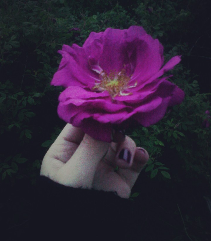 Rose
