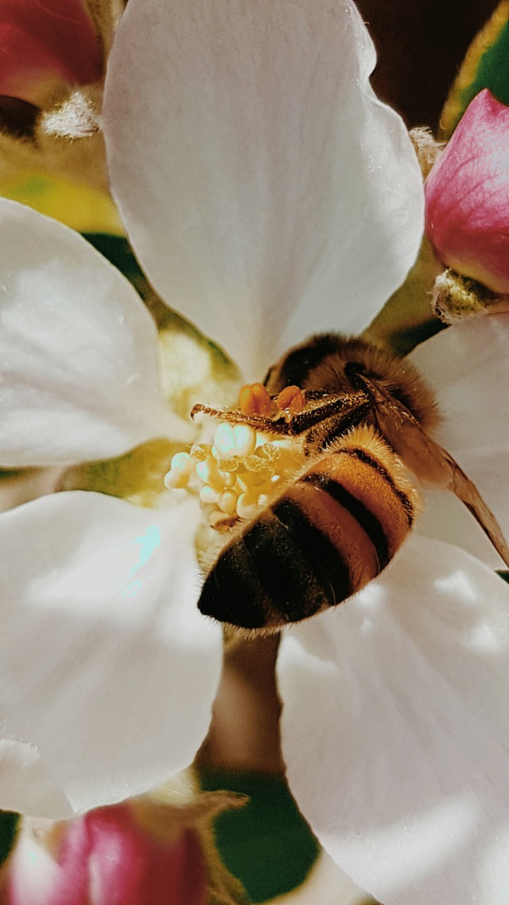 Honeybee in garden