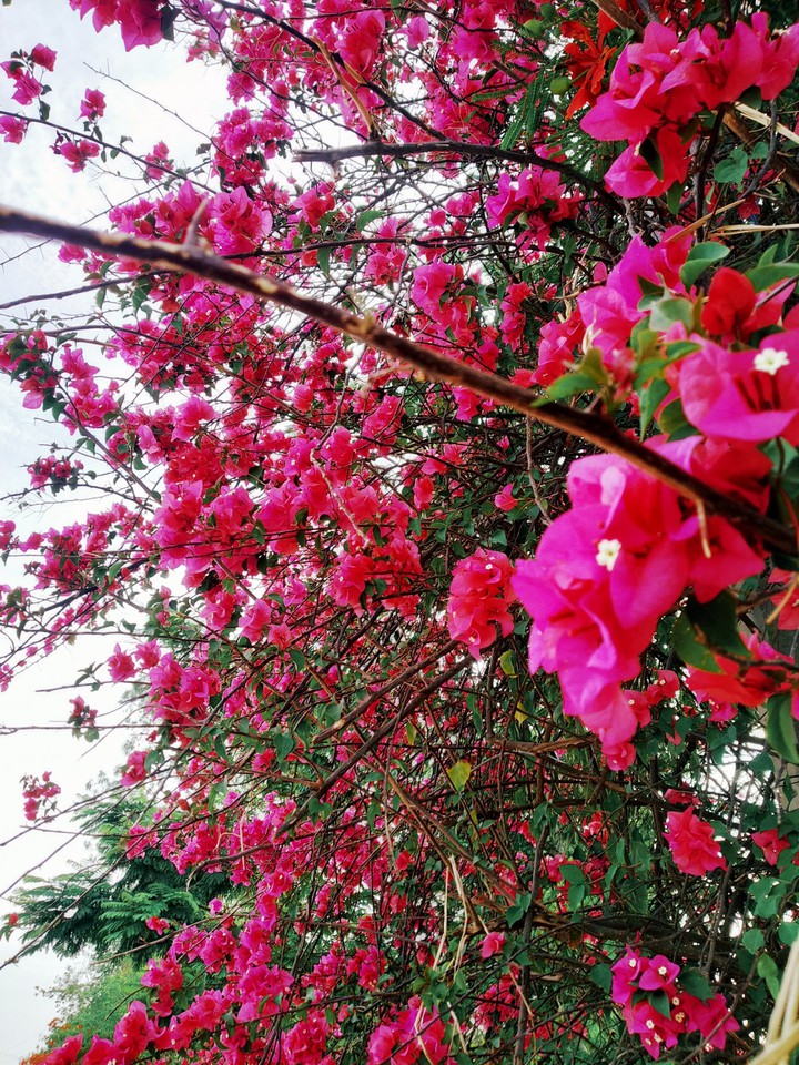 pink... love